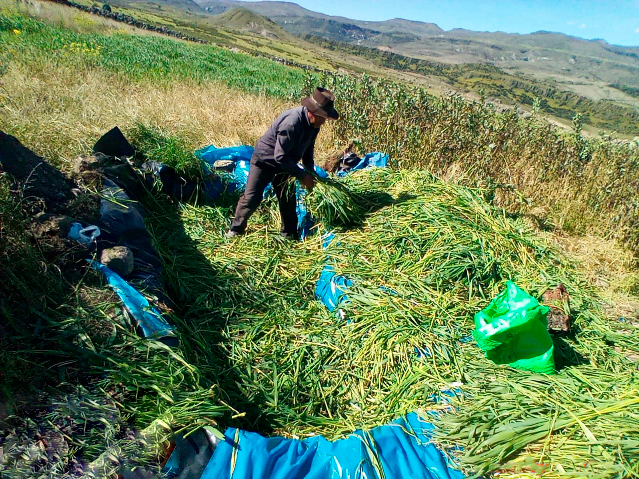 Aseguran alimentación de ganado ovino con labores de ensilado de pastos