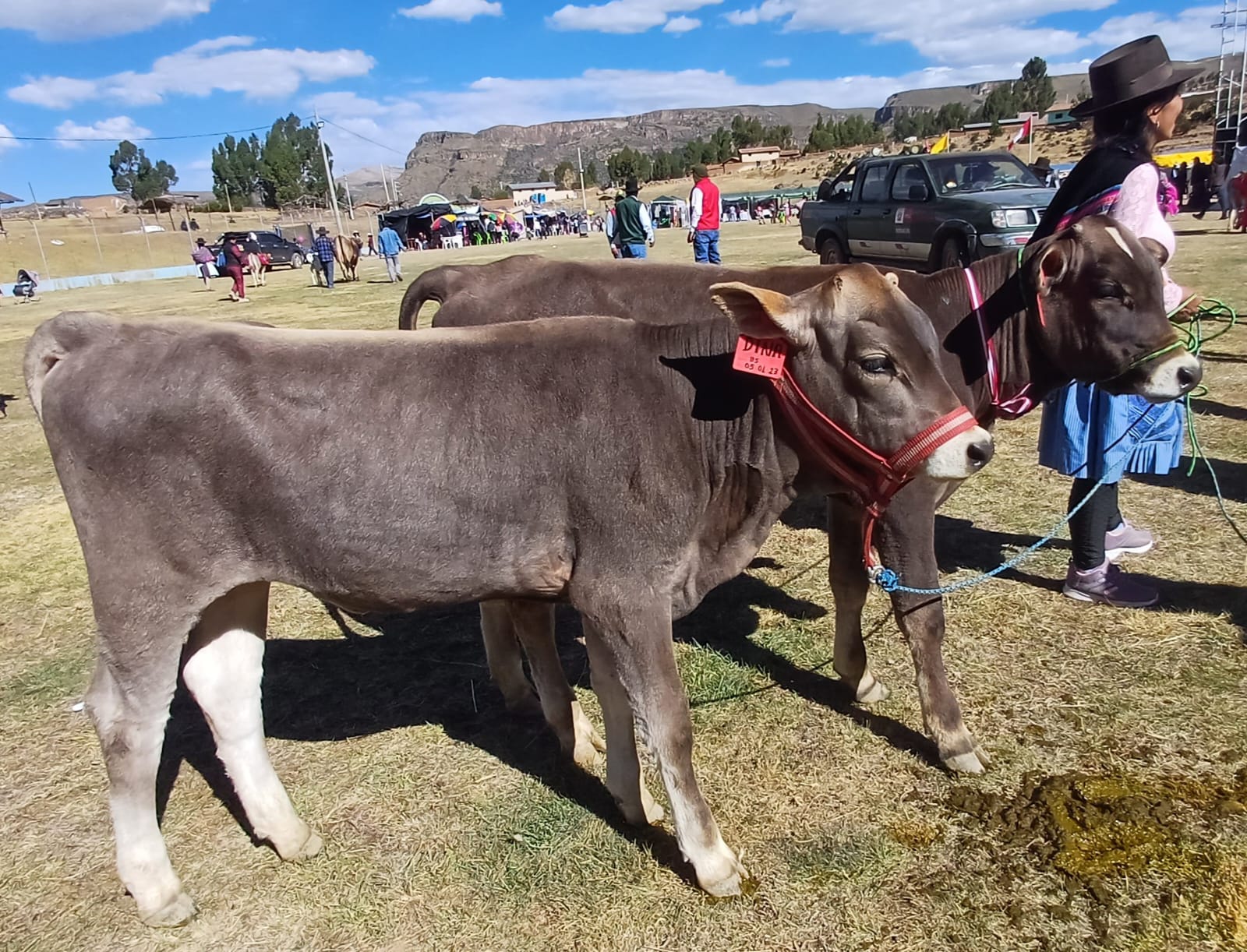 Con gran éxito se desarrolló Feria Agropecuaria Corpus Christi y Festival del Queso Huancasanquino 2023