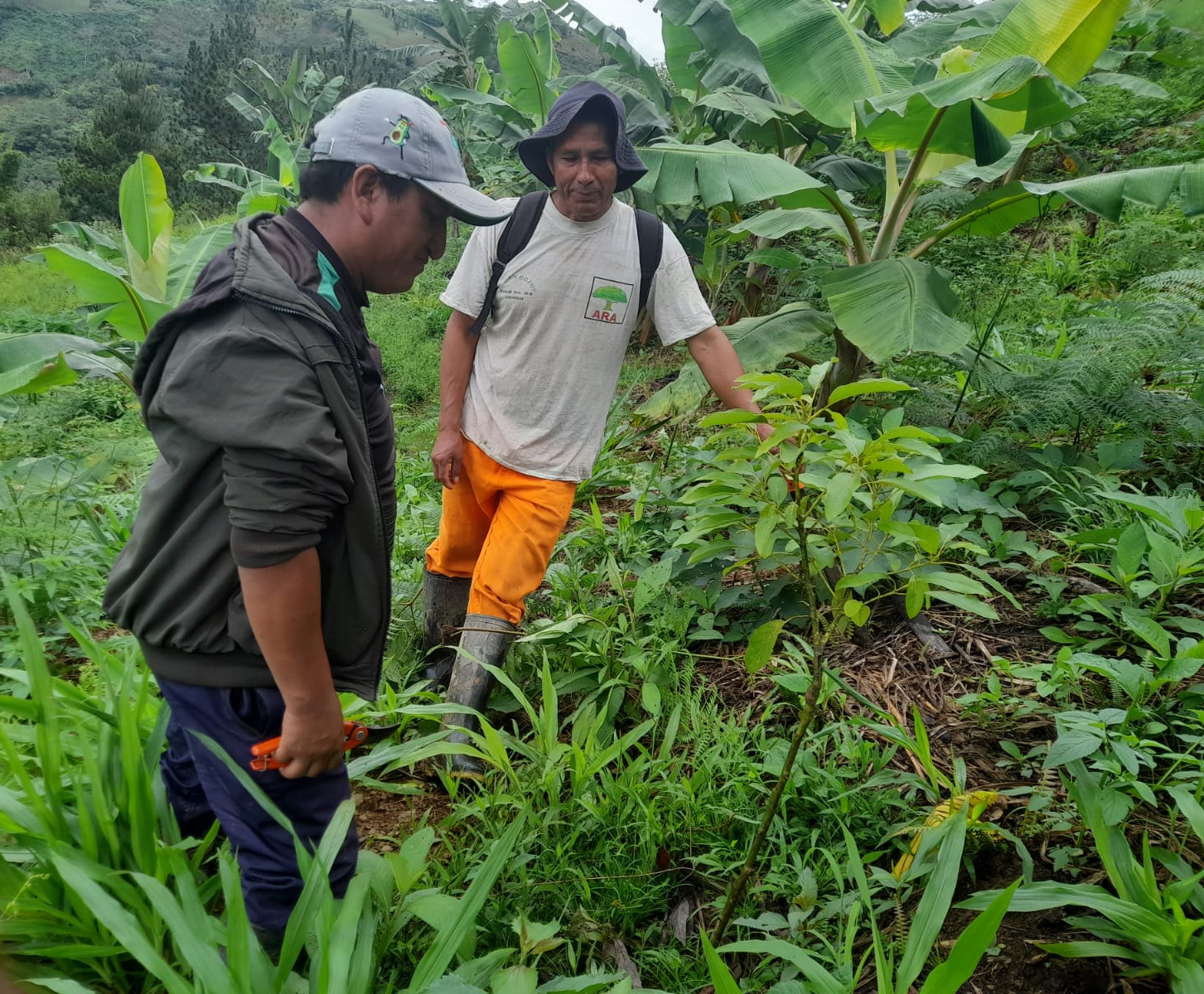 Capacitan a agricultores en la prevención de deficiencias nutricionales en el cultivo de palto