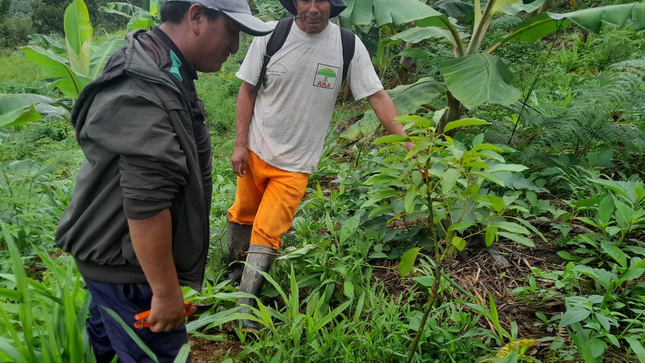 Capacitan a agricultores en la prevención de deficiencias nutricionales en el cultivo de palto