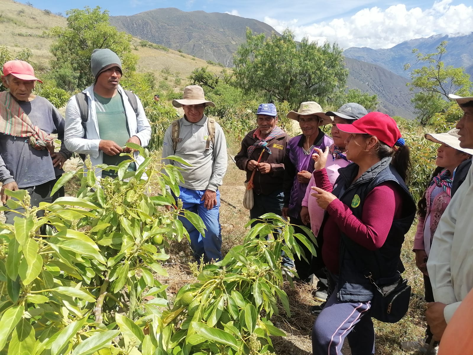 Capacitan a agricultores en la prevención de deficiencias nutricionales en el cultivo de palto