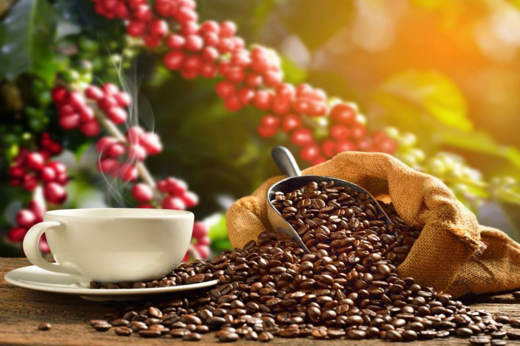 Conforman Mesa Técnica del Café en el Vraem