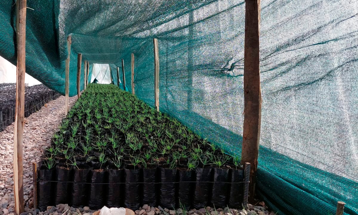 Fortalecen en manejo forestal en la provincia de Fajardo