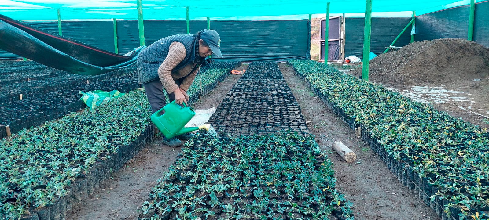 Fortalecen en manejo forestal en la provincia de Fajardo