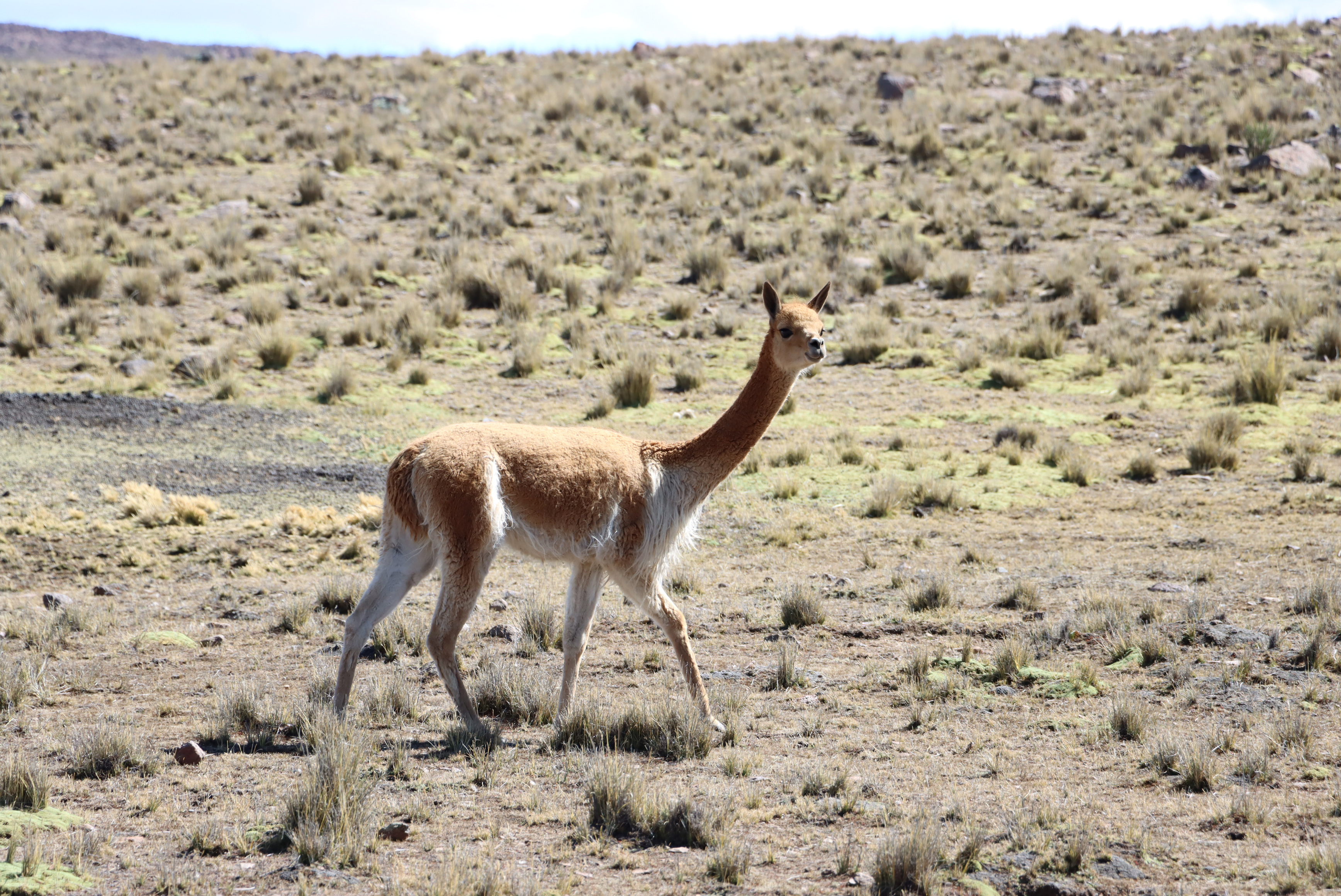 Agricultura repoblará con vicuñas comunidad de Chuschi
