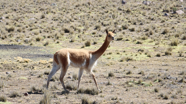 Agricultura repoblará con vicuñas comunidad de Chuschi