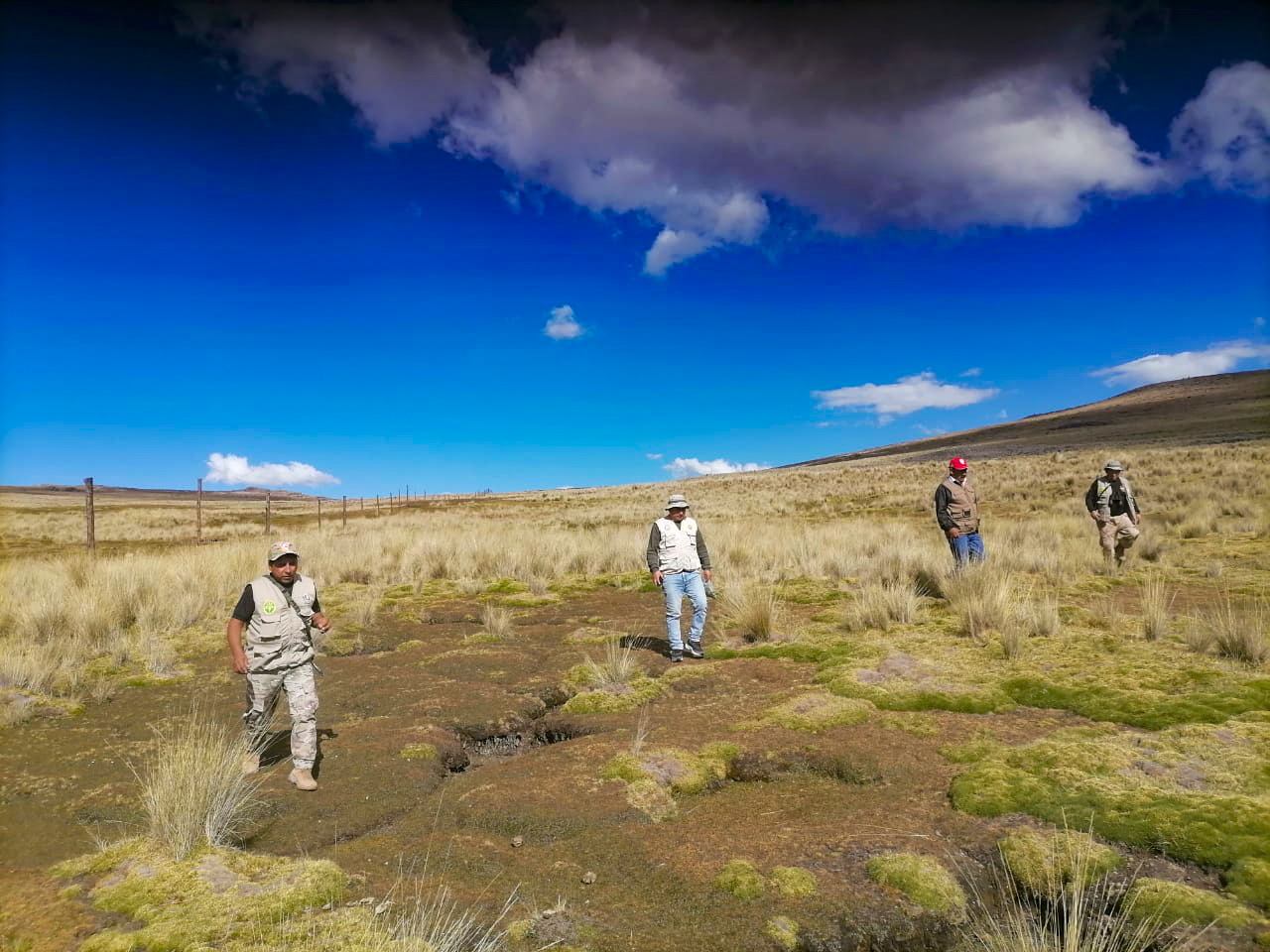 Agricultura repoblará con vicuñas comunidad de Chuschi
