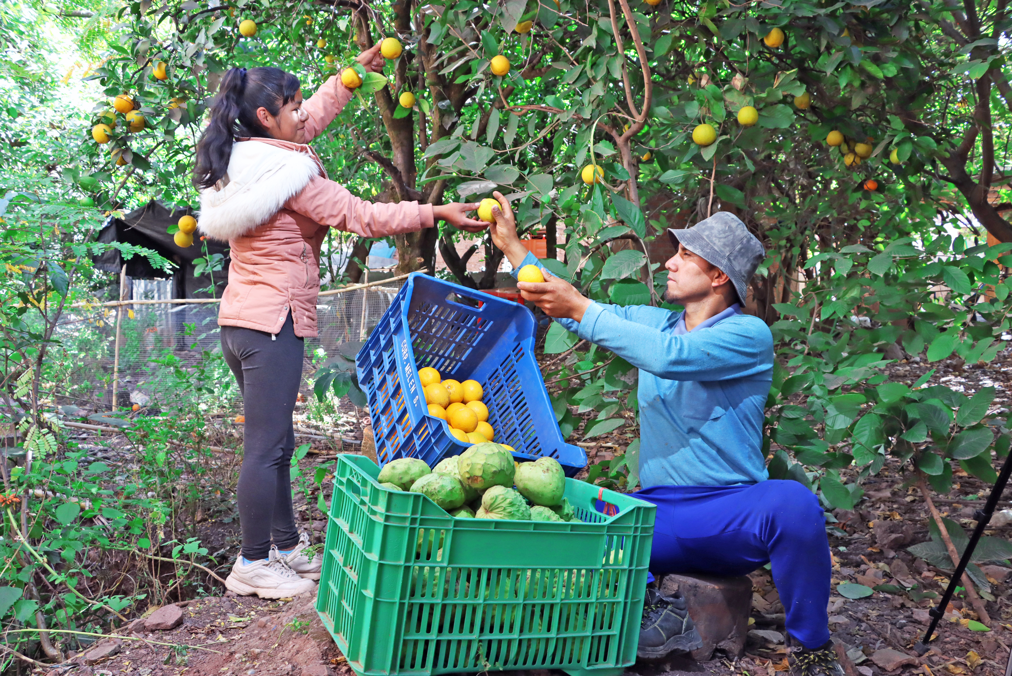 Inició cosecha de frutos sanos en La Mar y Huanta 