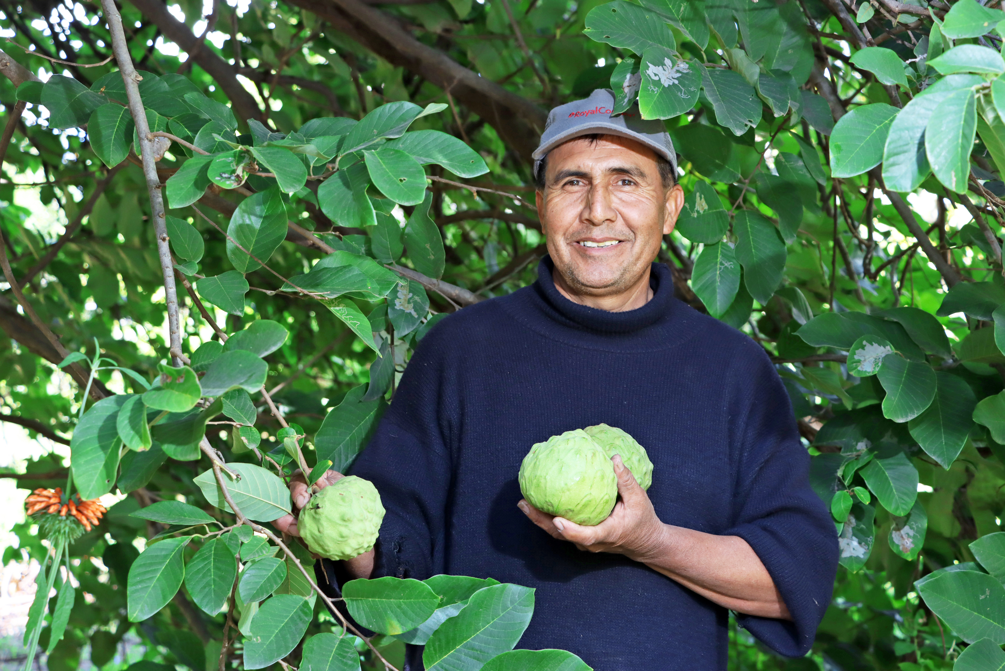 Inició cosecha de frutos sanos en La Mar y Huanta 