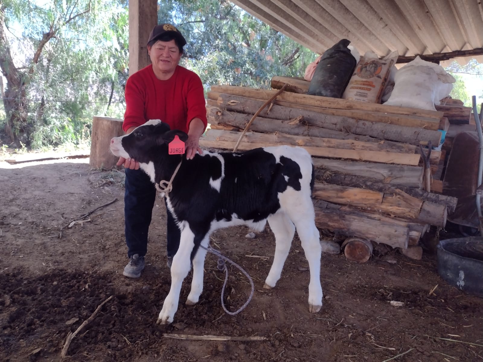 Productoras de Pausa ven mejorar su hato ganadero gracias al proyecto Bovino Paucar del Sara Sara