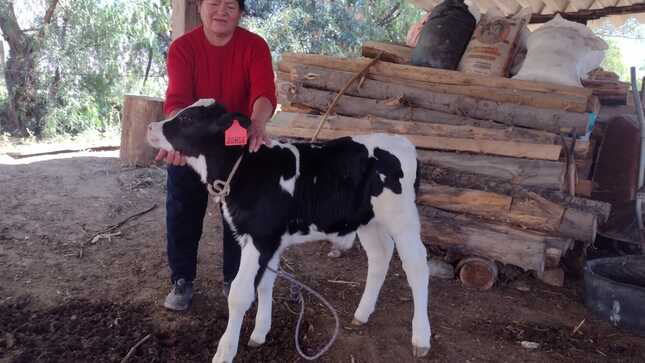 Productoras de Pausa ven mejorar su hato ganadero gracias al proyecto Bovino Paucar del Sara Sara