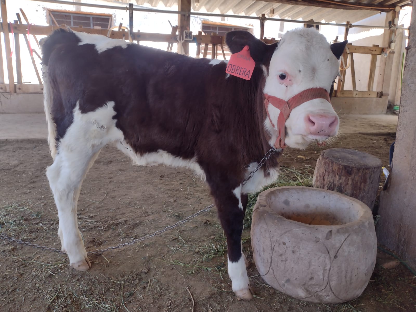 Productoras de Pausa ven mejorar su hato ganadero gracias al proyecto Bovino Paucar del Sara Sara