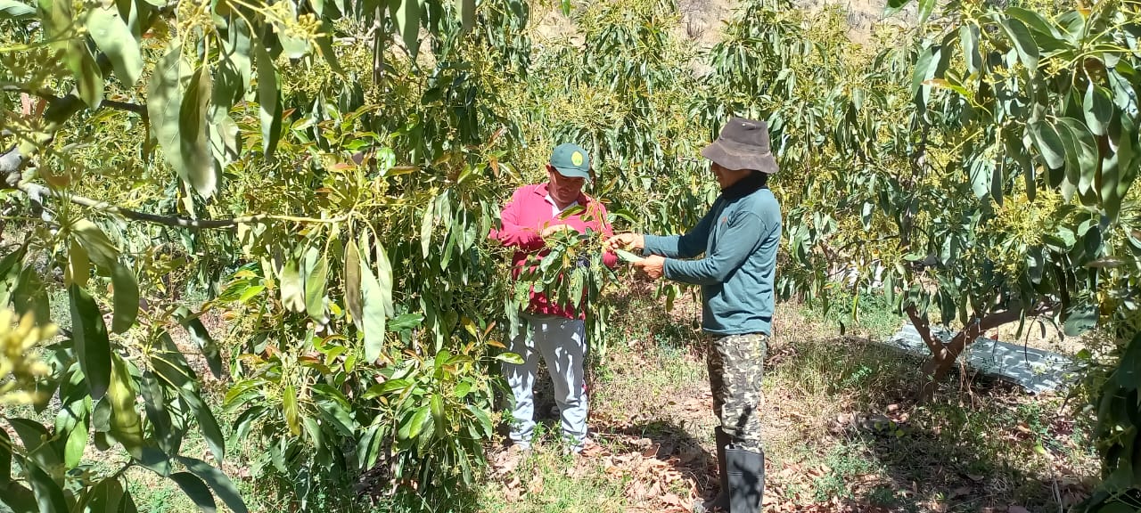 Instalan parcelas demostrativas para garantizar producción de palto