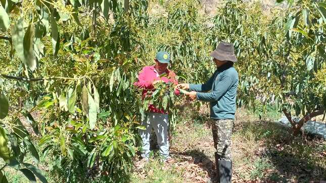 Instalan parcelas demostrativas para garantizar producción de palto