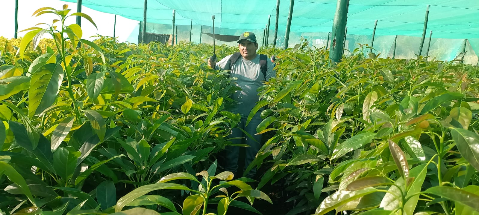 Instalan parcelas demostrativas para garantizar producción de palto