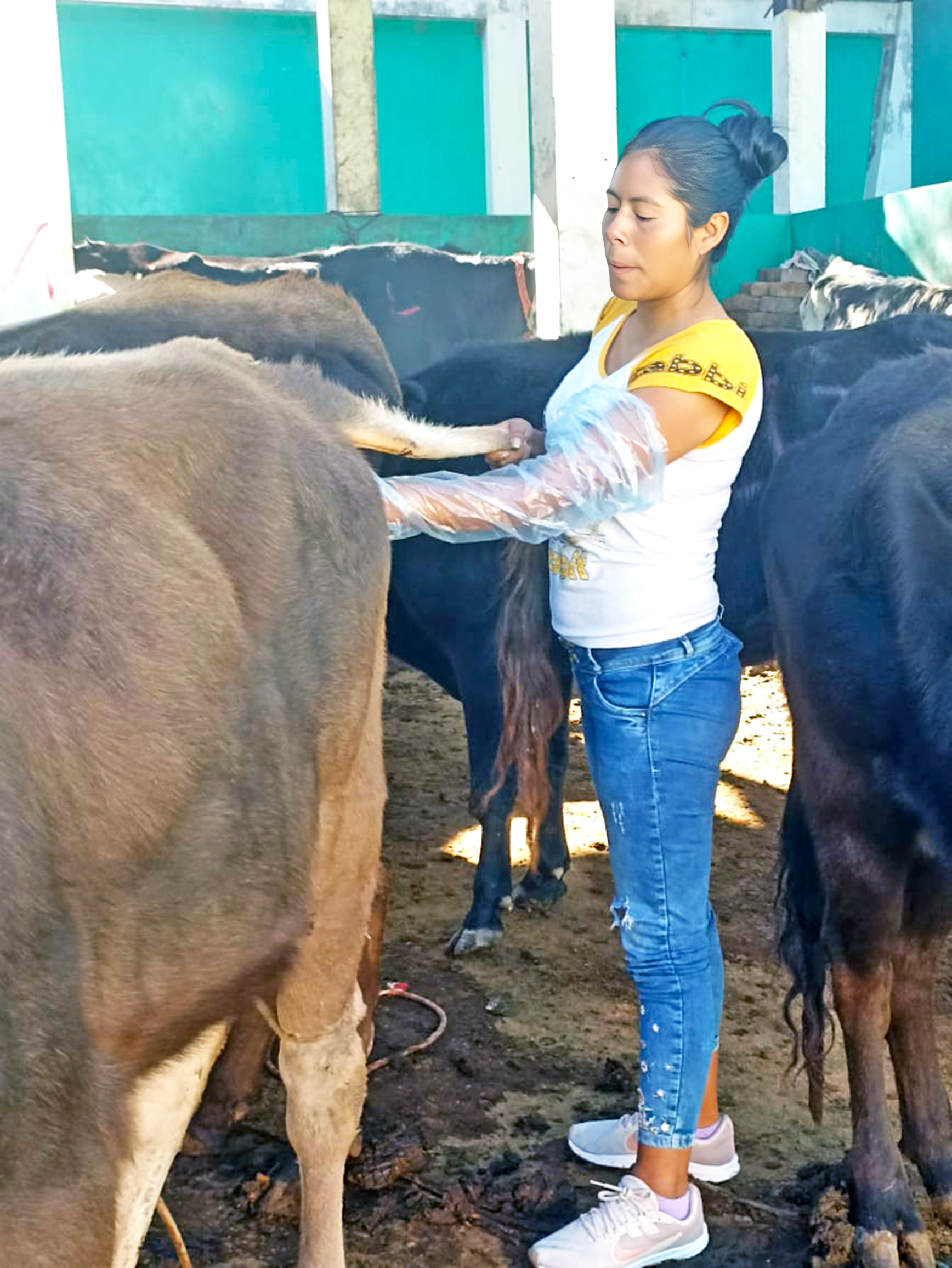 DRAA promueve la formación de promotores inseminadores en Huanta