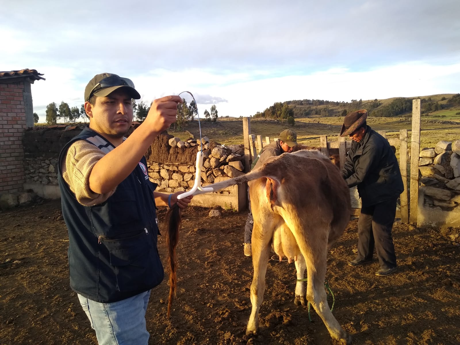 Proyecto Bovino mejora producción ganadera en Chuschi