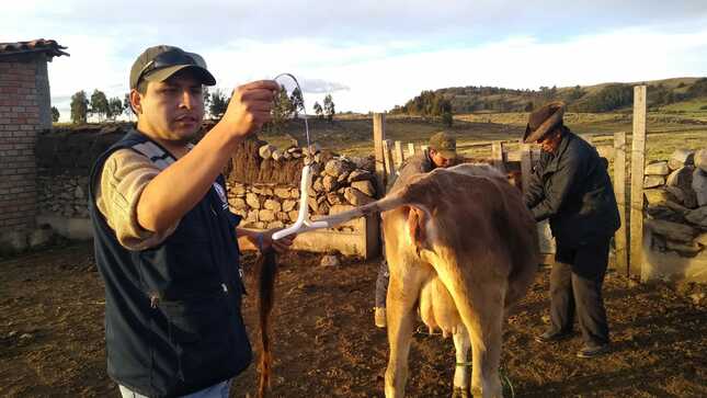 Proyecto Bovino mejora producción ganadera en Chuschi