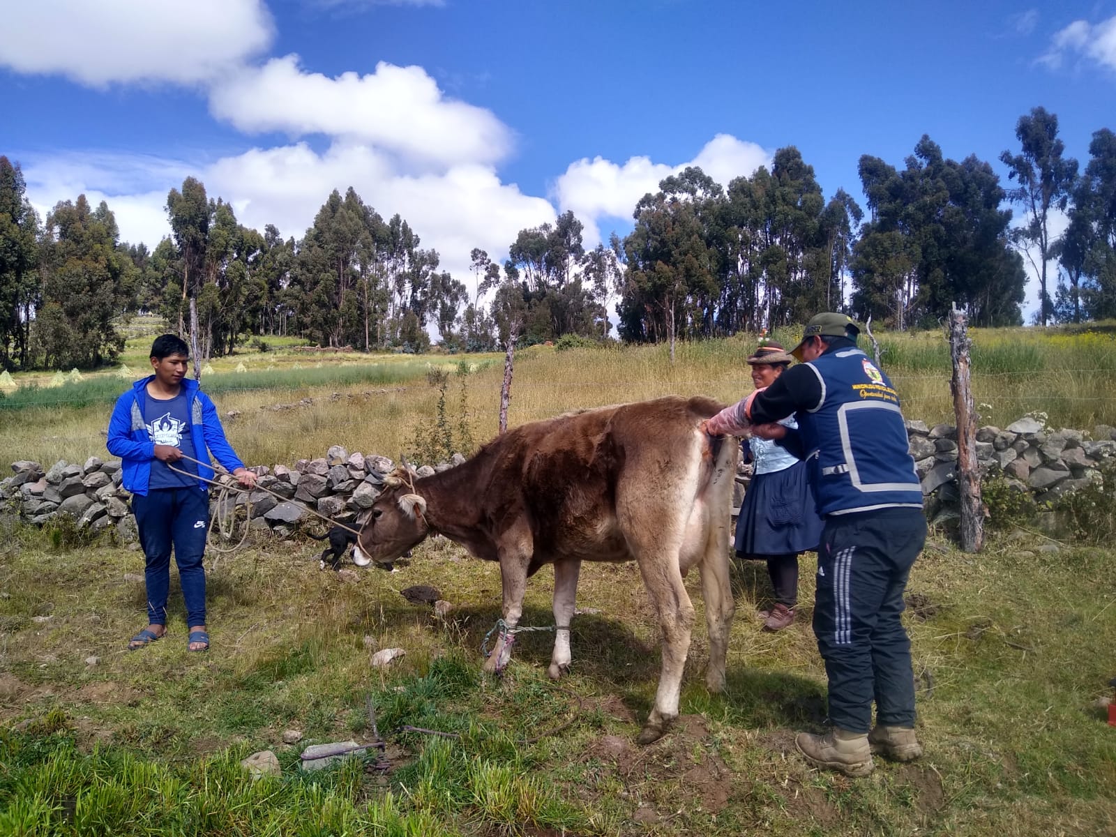 Proyecto Bovino mejora producción ganadera en Chuschi