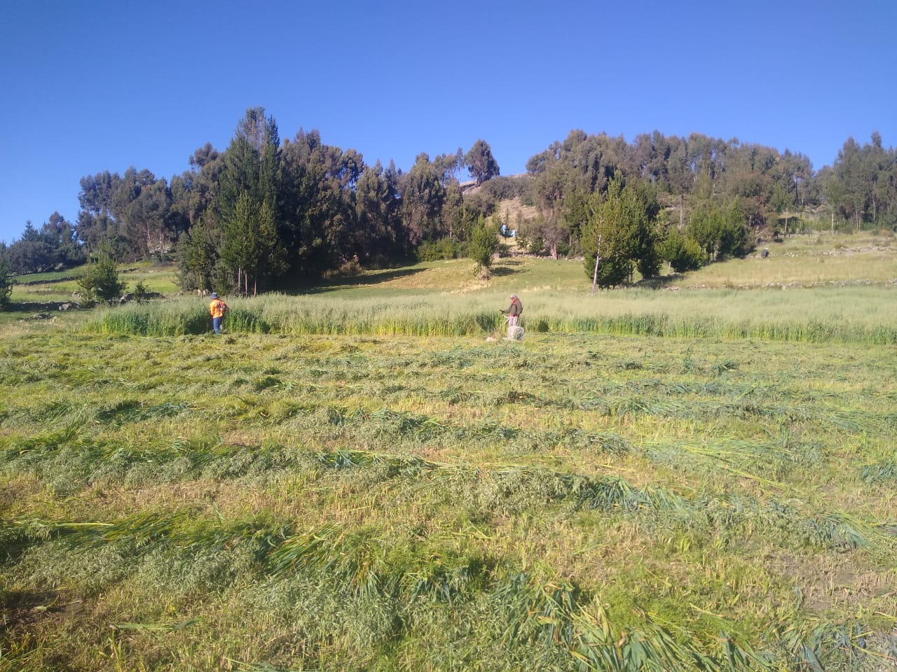 Proyecto Bovino mejora producción ganadera en Chuschi