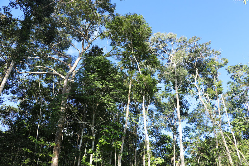 Imagen de bosque en la Amazonía peruana