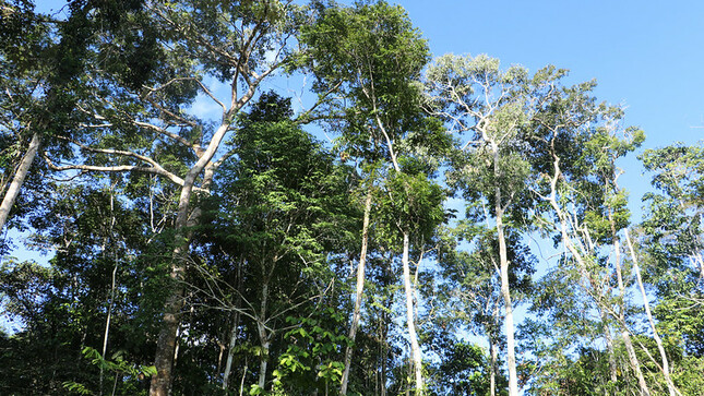 Imagen de bosque en la Amazonía peruana