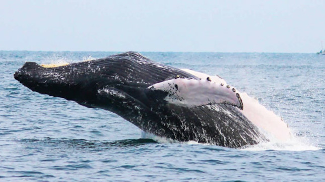 GORE Piura anuncia Festival de Ballenas del Pacífico 2023