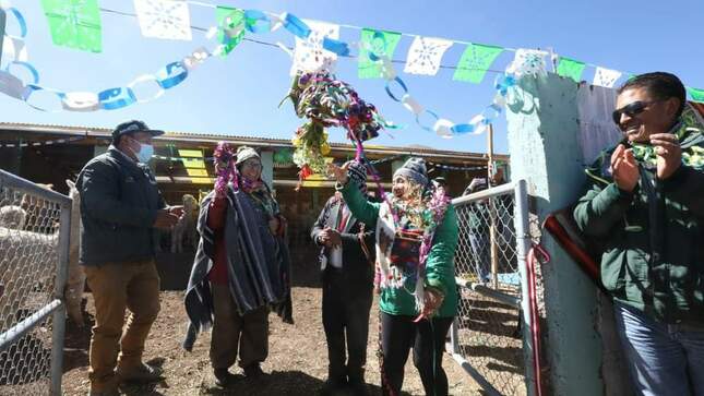 Entrega de cobertizos - Puno