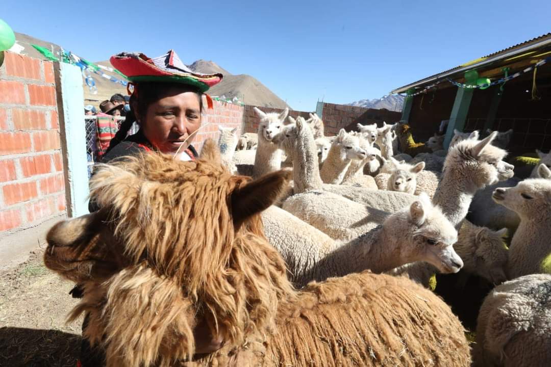 Entrega de cobertizos - Puno
