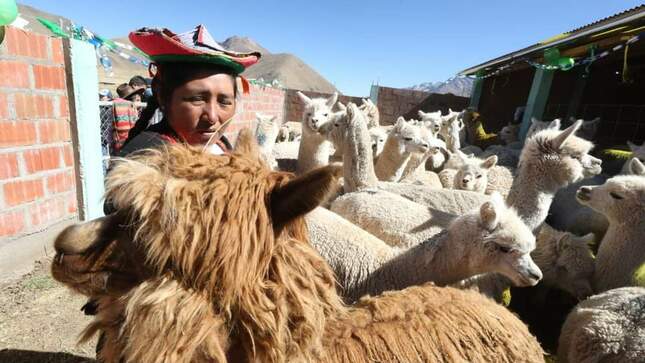 Entrega de cobertizos - Puno