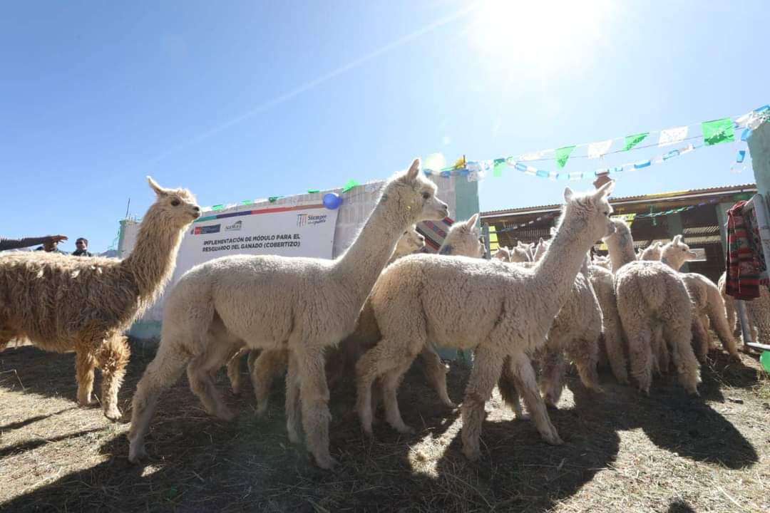Entrega de cobertizos - Puno