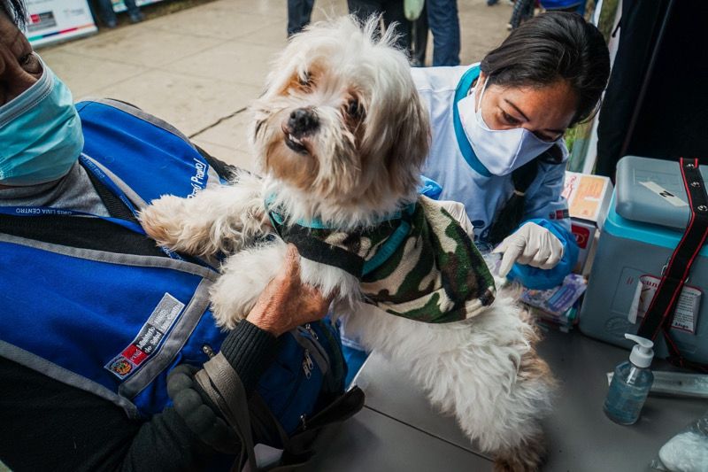 Foto 2 de Profesionales de la salud en zoonosis participarán en conversatorio por el Día del Médico Veterinario