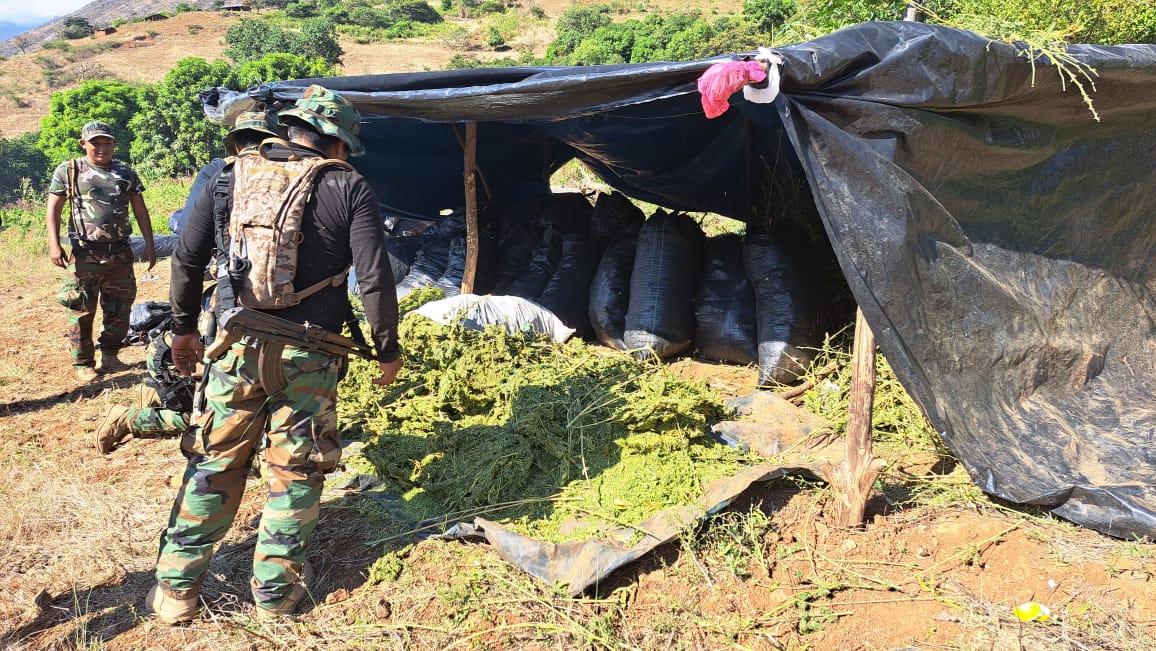 La lucha contra el tráfico de drogas no se detiene. La dirección Antidrogas de la Policía Nacional Del Perú (PNP), en coordinación con el Ministerio Público, logró el decomiso de 6080.502 kilos de Cannabis Sativa (marihuana) en el centro poblado Las Viñas, distrito de Cochorco, provincia de Sánchez Carrión, en la sierra de la región La Libertad.
La intervención policial se realizó por información de inteligencia de la División Policial contra el Trafico Ilícito de Drogas de Piura, que lidera la investigación del caso “Los Reyes de Cochorco”.
Los agentes policiales apoyados de un helicptero MIS 17 y dos drones de la División de la Policía Aérea, incursionaron en la región liberteña entre el 29 de junio y el 7 de julio último e incautaron 299 sacos de polipropileno y 11 paquetes de forma ovoide conteniendo una sustancia verdusca con hojas, tallos y moños con olor y características a Cannabis sativa (marihuana).
La misma intervención, realizada en diferentes parcelas de la zona, permitió la erradicación de más de 20 hectáreas de plantones de marihuana y la incineración de 481 000 plantones de la misma especie ilegal. La PNP también localizó en esa localidad ocho laboratorios rústicos de droga.
Las autoridades informaron que la accidentada geografía y lo agreste del lugar impidió el aterrizaje del helicóptero de la PNP en uno de los puntos de incursión, haciendo imposible extraer 137 costales de polipropileno con un peso total de 2000 kg de marihuana aproximadamente. Este hecho motivó la destrucción e incineración de los incautado en el lugar, por disposición del Ministerio Público.
En la presentación de los resultados del operativo policial participó el jefe de la Dirección Antidrogas, general PNP José Ludeña, quien informó que este operativo corresponde a la política que lleva adelante el Sector Interior en materia de lucha contra el tráfico ilícito de drogas.
Mencionó que la marihuana incautada, prensada y lista para su distribución, esta valorizada en el mercado internacional en aproximadamente 10 millones de dólares.
Las diligencias continúan para determinar e identificar a los propietarios de los predios intervenidos y continuar con las investigaciones.