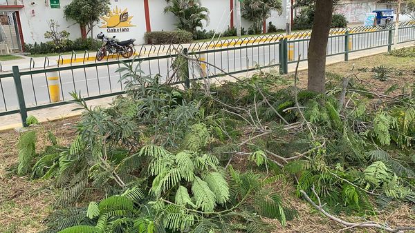 Buscan Mejorar Ornato En Avenida Marcelino Champagnat