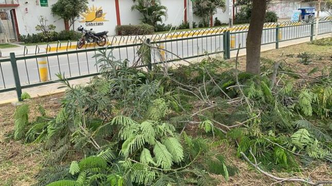 Buscan Mejorar Ornato En Avenida Marcelino Champagnat
