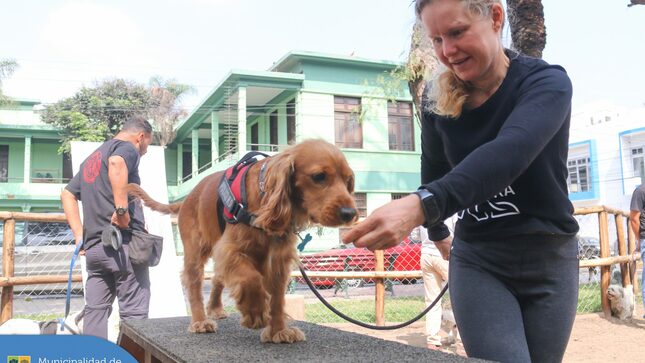 ¡Convertirte en un dueño responsable nunca ha sido tan fácil y divertido! 🐾🎓🐕