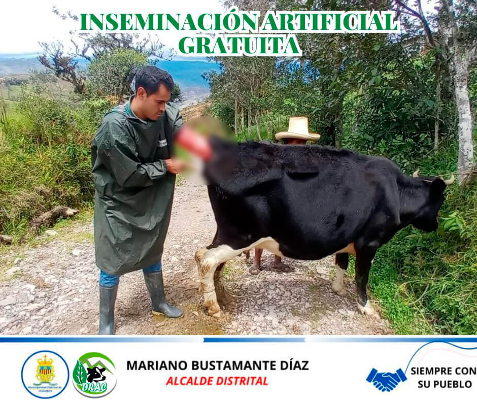 FOTOGRAFÍA DE MEJORA GENÉTICA DEL GANADO EN HUAMBOS