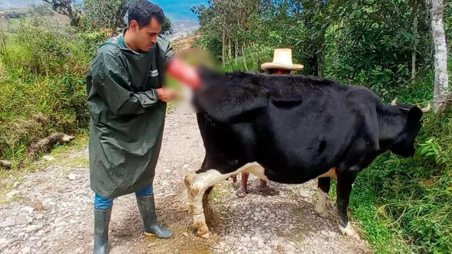 FOTOGRAFÍA DE MEJORA GENÉTICA DEL GANADO EN HUAMBOS