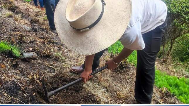 ENTREGA DE PLANTONES DE PINO EN CP CHALLUARACRA 