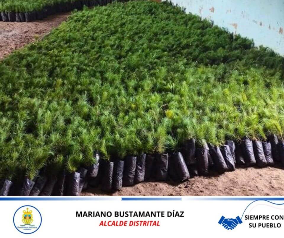 ENTREGA DE PLANTONES DE PINO EN CP CHALLUARACRA