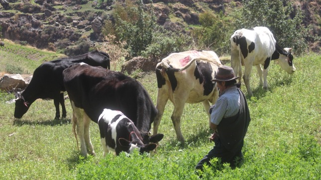 Recuperación de praderas - Cusco