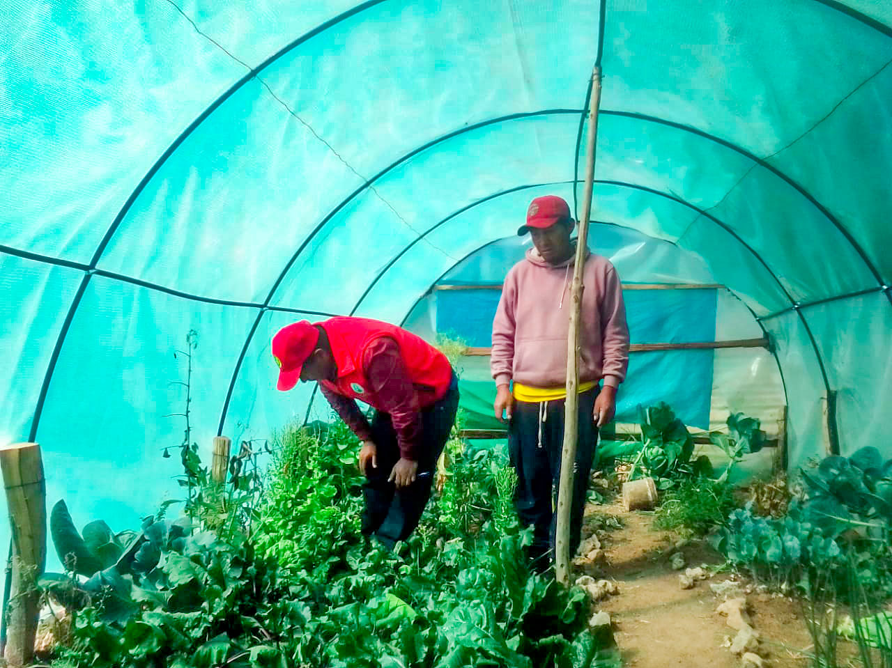 Proyecto Agroecológico impulsa prácticas de control fitosanitario en la comunidad de Tintay