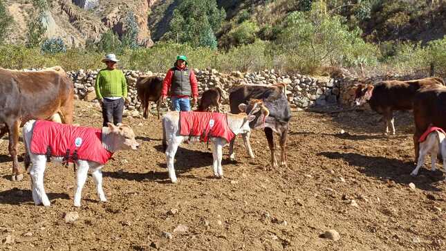 Proyecto Bovino Huanca Sancos impulsa mejoramiento genético de ganado vacuno mediante inseminación artificial