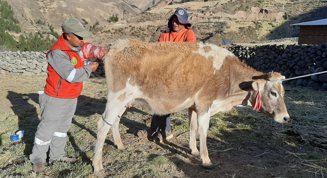Proyecto Bovino Huanca Sancos impulsa mejoramiento genético de ganado vacuno mediante inseminación artificial
