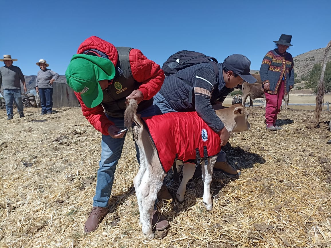 Proyecto Bovino Huanca Sancos impulsa mejoramiento genético de ganado vacuno mediante inseminación artificial