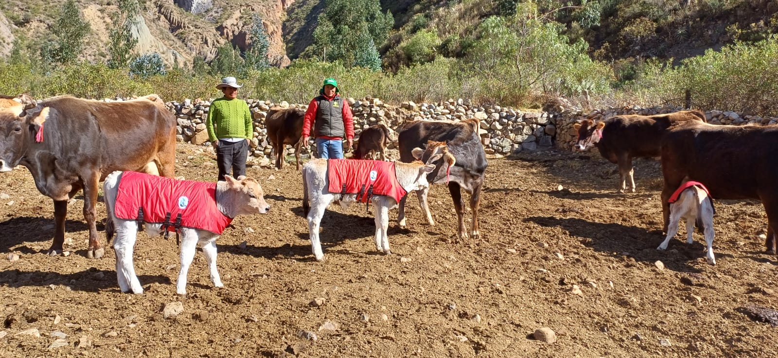 Proyecto Bovino Huanca Sancos impulsa mejoramiento genético de ganado vacuno mediante inseminación artificial