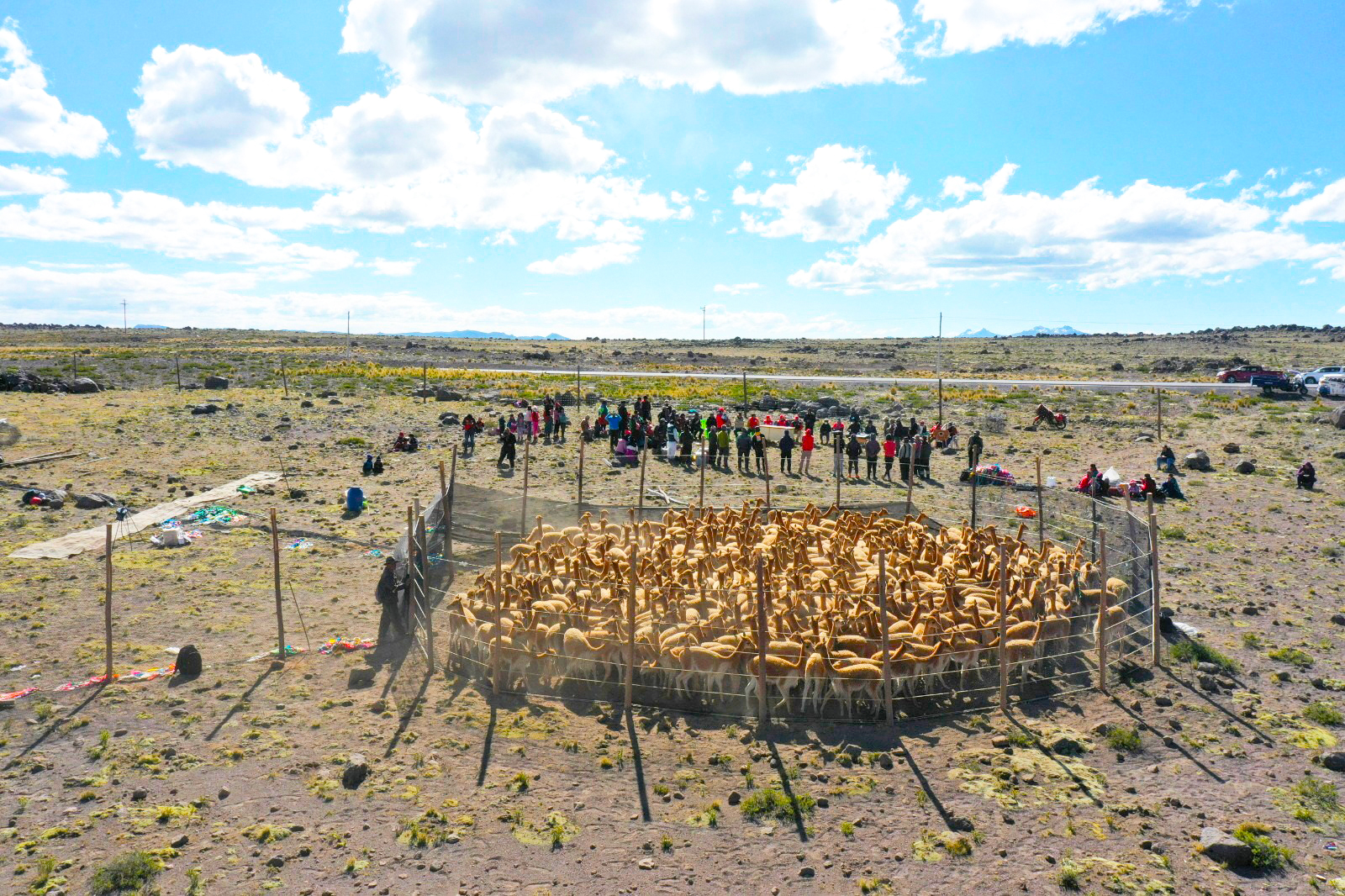 Histórico: Ayacucho recolectó más de 1700 kilos de fibra de vicuña en el mes de junio