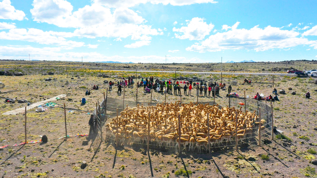 Histórico: Ayacucho recolectó más de 1700 kilos de fibra de vicuña en el mes de junio