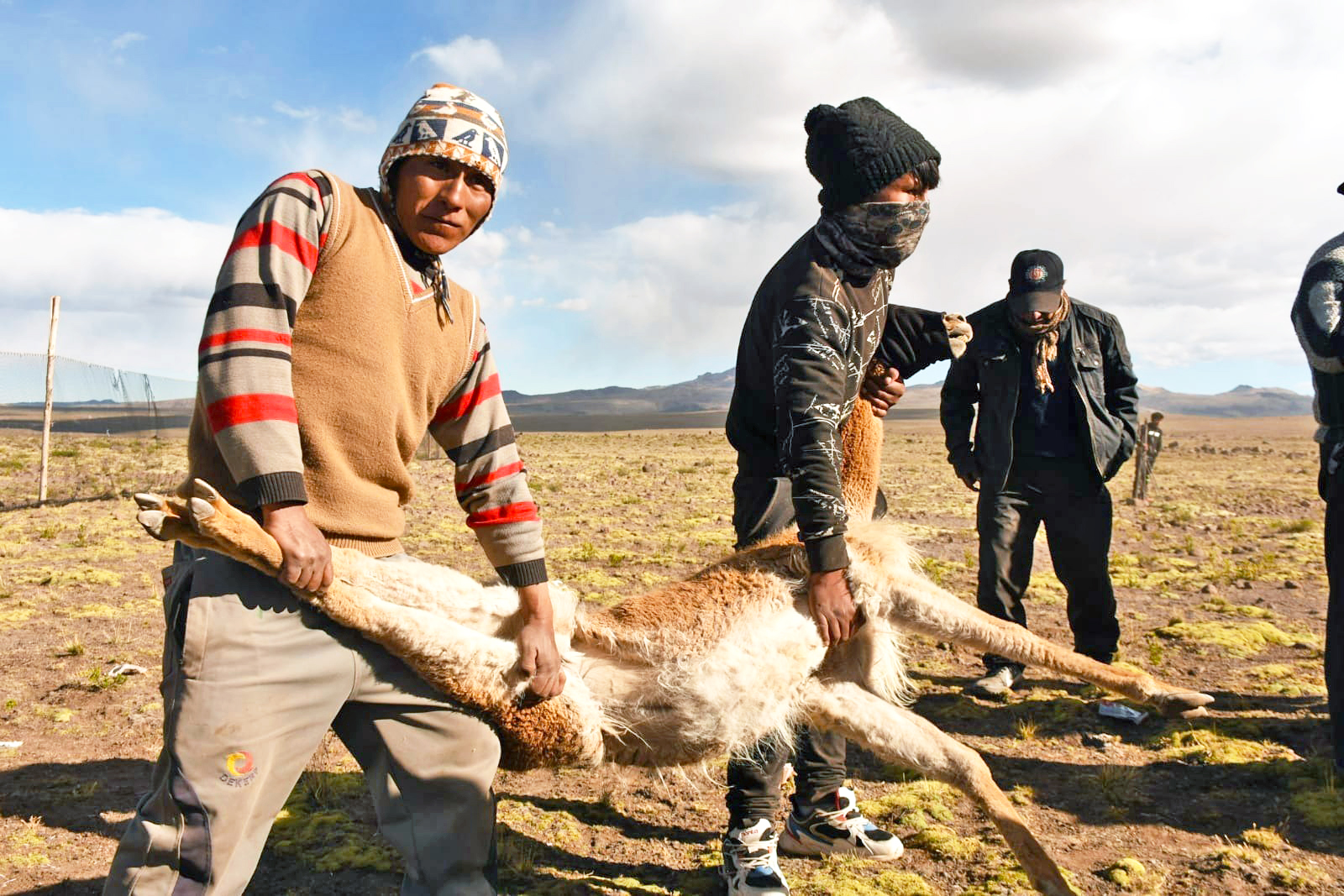 Histórico: Ayacucho recolectó más de 1700 kilos de fibra de vicuña en el mes de junio