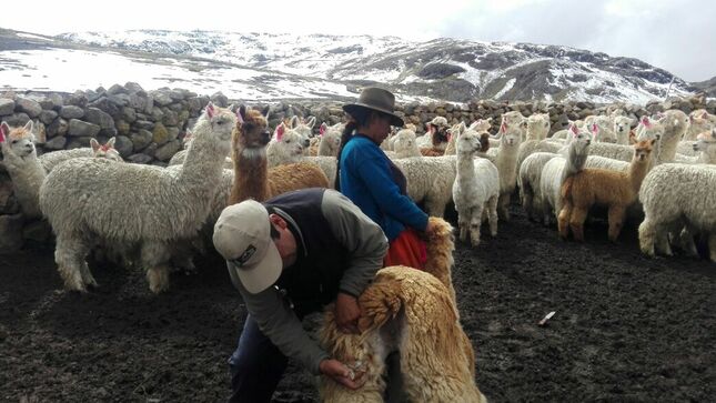 Acciones en Puno